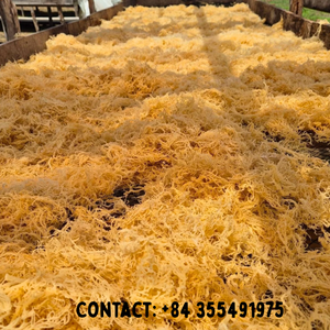 Mousse de mer dorée séchée Premium 100%/algues Eucheuma Cottonii du Vietnam/Mme Jessi - Product Image 1