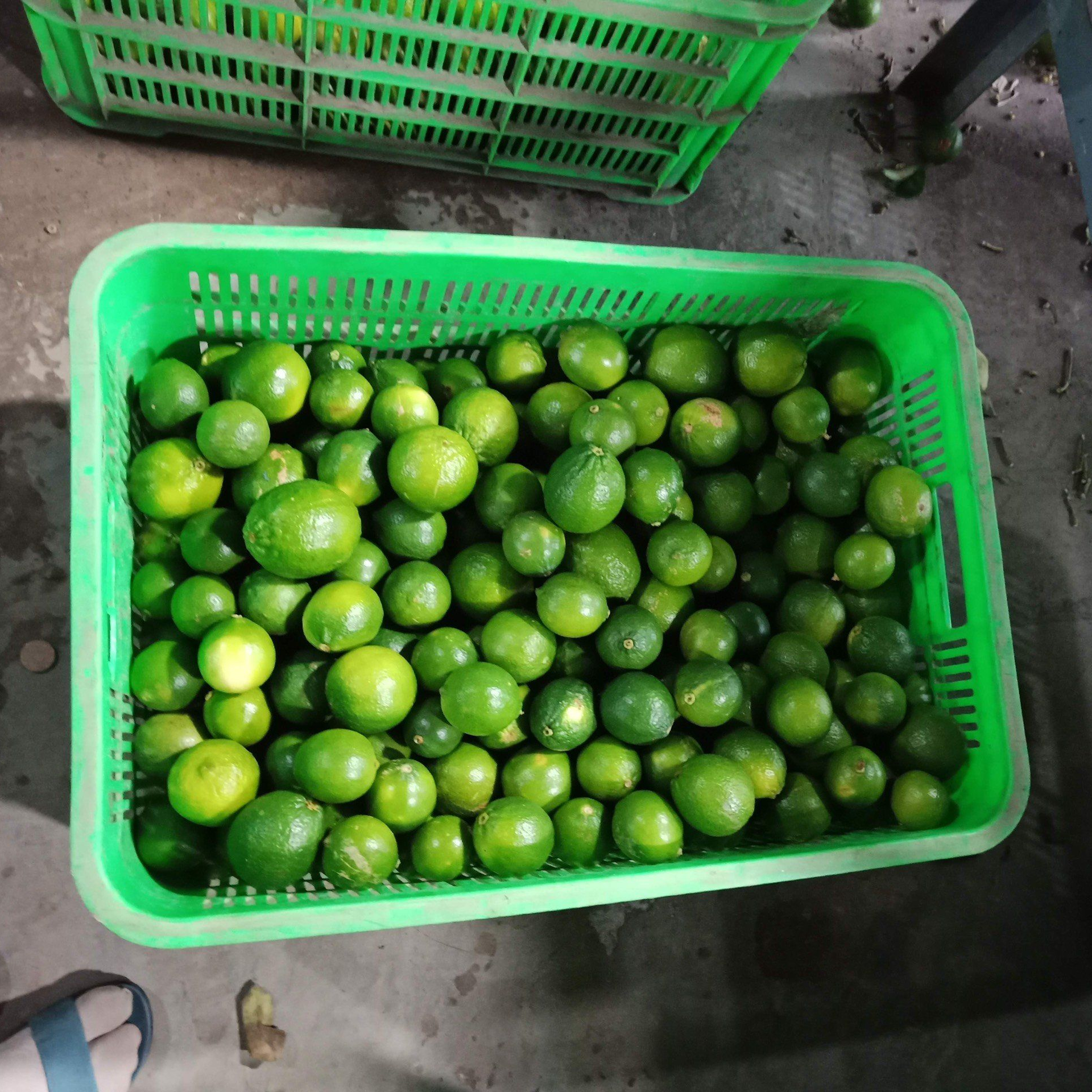 Цитрусовые свежие без семян высшего качества, готовые к экспорту