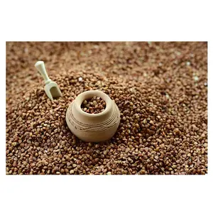 Export buckwheat with wholesale market price buckwheat