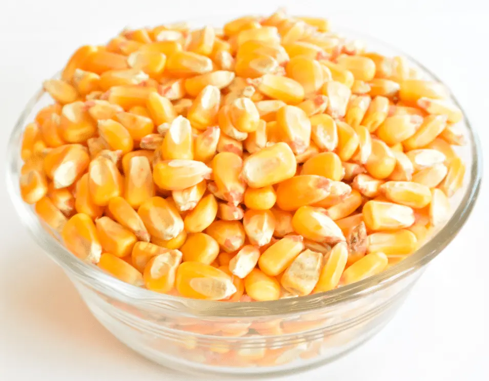 Wholesale Good Quality at Factory Price Corn Factory Price Refined Corn Oil For Sale Yellow Corn For Human & Animal Consumption
