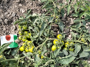 Graines de tomates hybrides Moon Star SARDAR F1 - Pureté 99,9% - Taux de germination 90% - Durée de conservation de 2 ans - Product Image 5