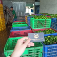 Jeruk Nipis Segar Tanpa Biji Buah Citrus Vietnam Kualitas Premium Grosir Harga Bagus