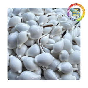 เปลือกหอยไข่สีขาวขนาดใหญ่จากเวียดนาม | การทำเครื่องประดับแบบทำมือและของตกแต่งบ้าน | มีของพร้อมส่ง - Product Image 1