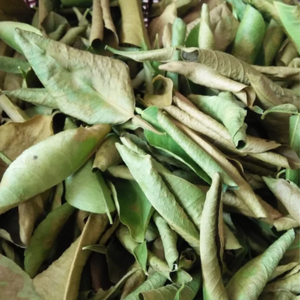 Feuilles de citron vert kaffir vietnamien feuilles de citron vert kaffir séchées fraîches de haute qualité meilleur prix - Product Image 2