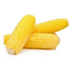 ข้าวโพดขาวและข้าวโพดเหลืองขายส่ง คุณภาพพรีเมียมสำหรับอาหารและการเกษตร - Product Image 5