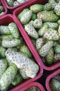 Noni congelado al mejor precio al por mayor de Vietnam/fruta Noni congelada de venta superior - Product Image 3