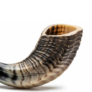 Shofar en corne de bélier naturelle incurvée, fait à la main, corne traditionnelle pour usage religieux, décoration et son authentique - Product Image 2