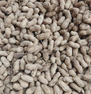 Arachides décortiquées produites au Vietnam, conçues pour les besoins culinaires industriels et domestiques, y compris la torréfaction et le mélange. - Product Image 6