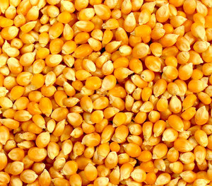ข้าวโพดสีเหลืองข้าวโพดข้าวโพดแห้ง GMO - Product Image 6