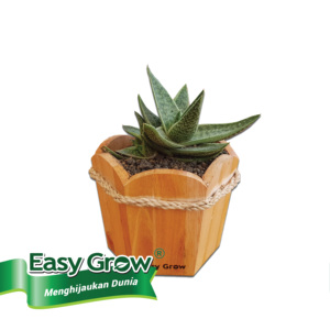 Mini pot en bois pour fleurs de cactus succulentes, plantes artificielles, pour décoration de la maison, vases de jardin, design personnalisé, 10 pièces - Product Image 1