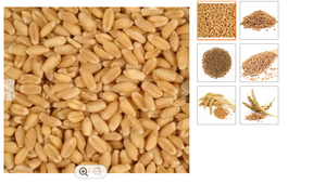 Texture dure de blé dur de haute qualité Grade 1 pour un usage alimentaire - Product Image 4