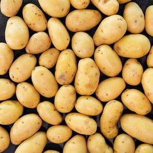 Pommes de terre fraîches biologiques de Hollande de qualité supérieure, export en vrac, haute qualité, directement des producteurs, goût naturel, récolte la plus récente, 25 kg - Product Image 1