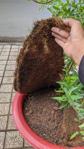 Esteras de fibra de coco comprimidas ecológicas tejidas tradicionales, respaldo antideslizante para cultivo, árbol de protección de plantas jóvenes - Product Image 4