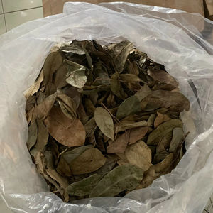 Hojas de Guanábana secas, ingrediente herbal orgánico de Vietnam, hojas de Graviola secadas al sol para el mercado del té - Product Image 1