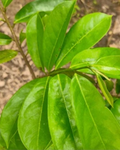 Hojas de guanábana de Vietnam / Ingrediente natural para el té - Product Image 2