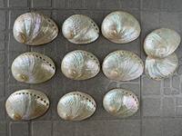 Coquille d'ormeau blanche polie 5 pouces/13 cm, coquillage, décoration côtière, décoration de table