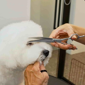 Kit complet de cisailles de toilettage pour animaux de compagnie en acier inoxydable 440C Ciseaux sûrs et pratiques pour les distributeurs - Product Image 3