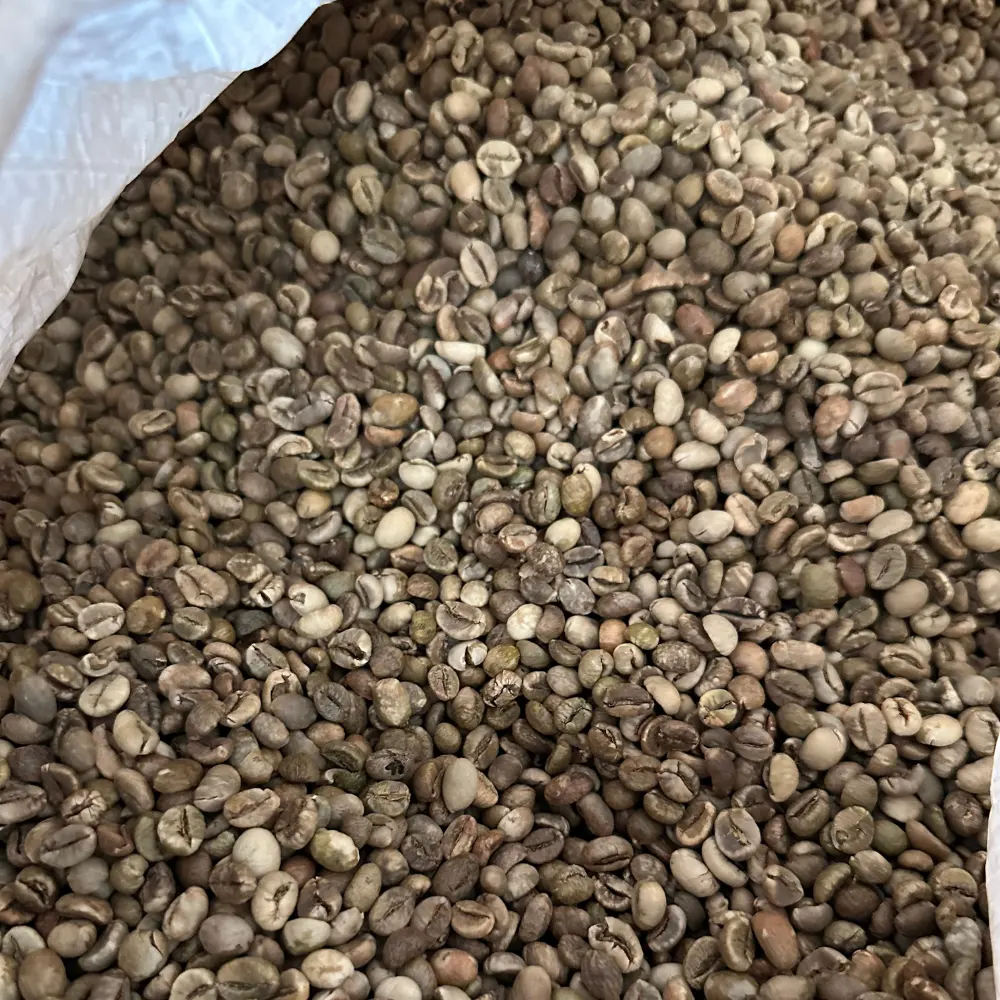 VIETNAM ROBUSTA CAFÉ VERDE FEIJÕES NOVOS GRAU DE ATACADO 1 2 FEIJÕES PRETOS OEM ODM BAIXO PREÇO TOP FÁBRICA HANFIMEX 0084374074818