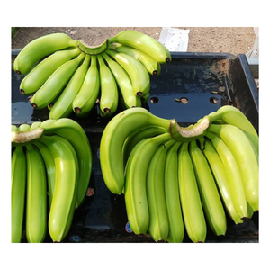 Plátano Cavendish Verde Fresco - Plátano Fresco - Frutas y Verduras Frescas de Buena Calidad de Vietnam - Product Image 5