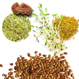 Semillas de alfalfa para forraje de ganado, cultivo seco natural - Product Image 1