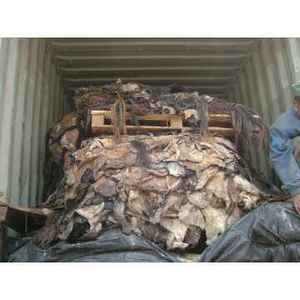 Premium Suppliers /Traders of Superior Quality Raw skins, Wet and dry Salted Hides - Product Image 5