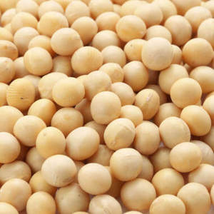 ราคาขายส่ง ถั่วเหลืองออร์แกนิก ปลอดจีเอ็มโอ ผลผลิตใหม่ คุณภาพดี บริสุทธิ์จากธรรมชาติ อายุการเก็บรักษา 2 ปี น้ำหนัก 50 กก. จากบราซิล ขาย - Product Image 1