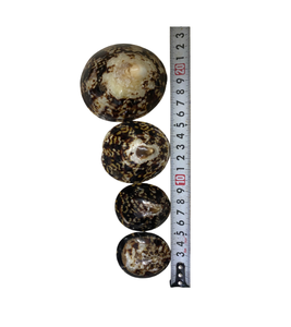 Coquillages Artisanaux Polis: Formes et tailles uniques pour les efforts créatifs. - Product Image 2