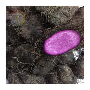 Yam congelado a granel-Calidad Premium de origen agrícola, ideal para distribuidores de alimentos, importadores y marcas de marca privada - Product Image 1