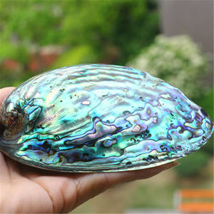 Decorative Natural <b>Abalone</b> <b>Shell</b> Unique Shimmering Patterns Ideal for Jewelry Making Arts and Crafts from Vietnam - Product Image 6