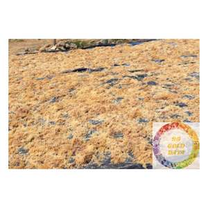 Eucheuma cottonii มอสทะเลอบแห้งจากเวียดนามร้อยละ100สำหรับสกัดคาราจีแนนและผลิตอาหาร - Product Image 3