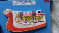 El modelo de mandíbula superior e inferior está agrandado, muestra la posición de los dientes y la mandíbula con sus raíces en el maxilar, 3 veces