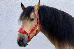 Venta caliente cuero de vaca marrón caballo ecuestre Headstall pecho Collar cuero genuino inglés sillín brida diseño elegante Nylon - Product Image 2