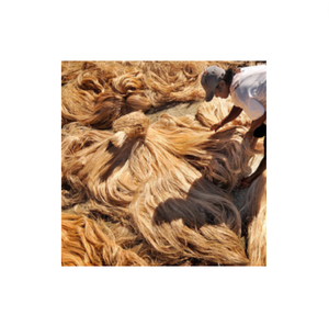 FIBRE LÉGÈRE ET MINCE FAITE EN FIBRE DE BANANE-CORDON DE BANANE ÉCOLOGIQUE POUR LE FILAGE HUMIDE DANS L'INDUSTRIE TEXTILE 99 GOLD DATA BRAND - Product Image 1