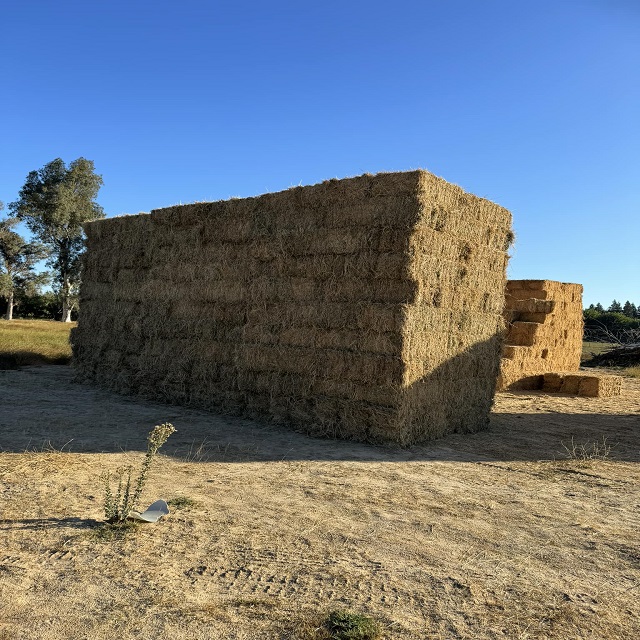 alfalfa hay for goats