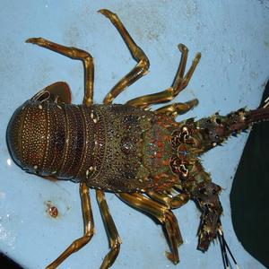 Queue de homard entière canadienne et européenne, processus BQF, 10 kg, en pot Mason, surgelée, 2 cm, de bonne qualité, à vendre - Product Image 3