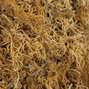 สาหร่ายทะเลมอสไอริชมอสจากสาหร่ายทะเลแห้ง - Product Image 5