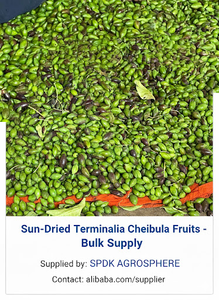 Terminalia Chebula, le roi des herbes noires, produit agricole de qualité supérieure séché au soleil, provenant de la région montagneuse de l'Ouest de Maharashtra, Inde - Product Image 3