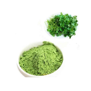 Poudre de feuilles de coriandre de qualité supérieure 100% feuille de coriandre séchée naturelle poudre à base de plantes épice verte pure pour la cuisson - Product Image 4