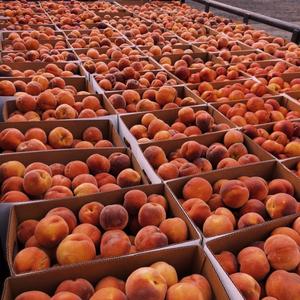 Nectarines - Fruits à pulpe dure - Teneur en sucre élevée 11% - Vente en gros - Product Image 2