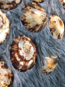 Vente en gros de coquillages naturels pour l'artisanat et la décoration - Product Image 6