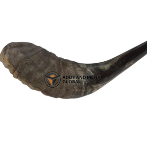 Cuerno de Shofar de Carnero Pulido Grande, Auténtico, Hecho a Mano, Proveedor de Judaica para Venta al por Mayor - Product Image 5
