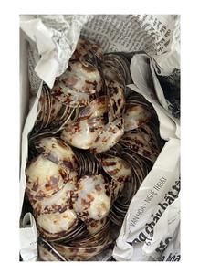 Concha de mar de Lapa pulida al mejor precio para vender del proveedor de Vietnam, cuentas de concha de mar/concha pulida de lactancia - Product Image 3