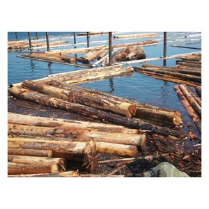 Bulk Timber <b>Logs</b> High Strength, Durable Hardwood for Export Markets - Product Image 3