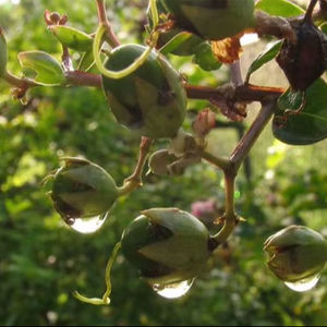 Huile de myrte bon prix - Product Image 1