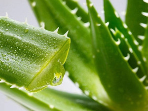 Poudre d'aloe vera comme matière première pour la production de boissons, pour des repas pratiques et nutritifs pour de belles vacances de peau - Product Image 2