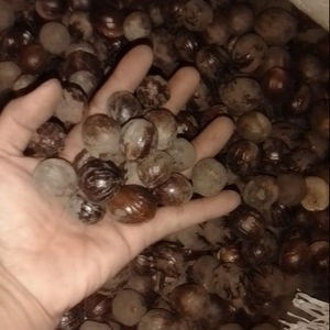 Nuez Moscada en Cáscara de Indonesia, 100% Nuez Moscada, 3 Años de Duración, Condimento de Buena Calidad y Precio - Product Image 1