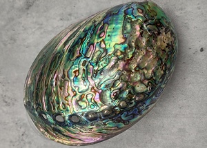 Concha de abulón pulida grande de Vietnam, concha de abulón natural con acabado brillante y tono oceánico para exportación y pedidos a granel - Product Image 2