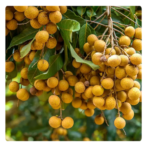 Longan congelado entero pelado-Fruta tropical IQF Premium de Vietnam - Product Image 4