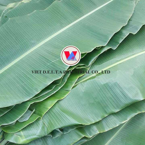 Producto agrícola de hoja de plátano congelado orgánico Premium fabricado en Vietnam - Product Image 5