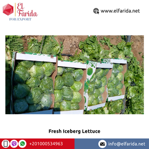 Qualité optimale Vente à chaud 100% Naturel Bonne qualité Légumes frais Laitue Iceberg d'Egypte Fabricant d'origine - Product Image 4